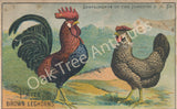 Victorian Trade Card - Prize Brown Leghorns - No. 4 Family - Domestic Sewing Machines